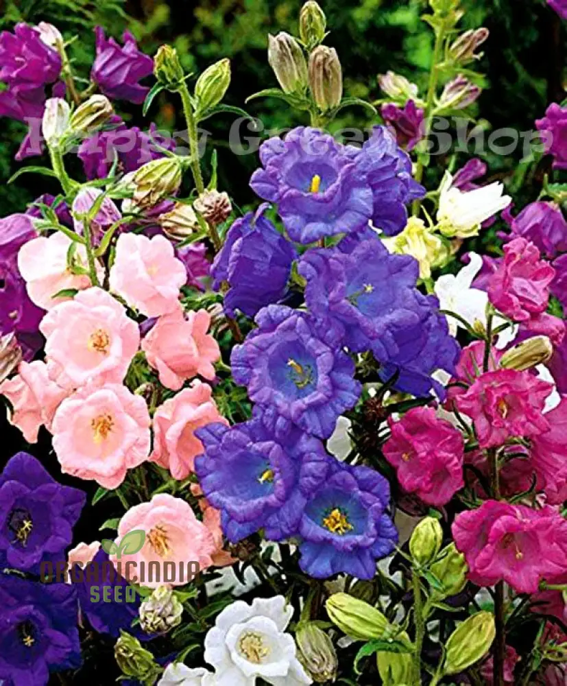 Canterbury Bells Calycanthema Mixed Seeds for Planting, Grow a Stunning Array of Vibrant Bell-Shaped Flowers, Perfect for Garden Beds, Flower Seeds - Image 4