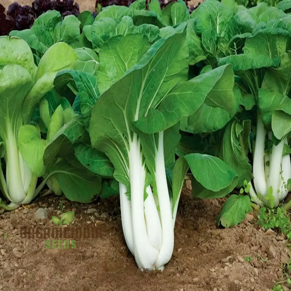 Canton Bok Choy(Pak Choi) Vegetable Seeds for Planting,  Ideal for Gardening Enthusiasts - High-Quality, Non-GMO Seeds for a Bountiful Harvest