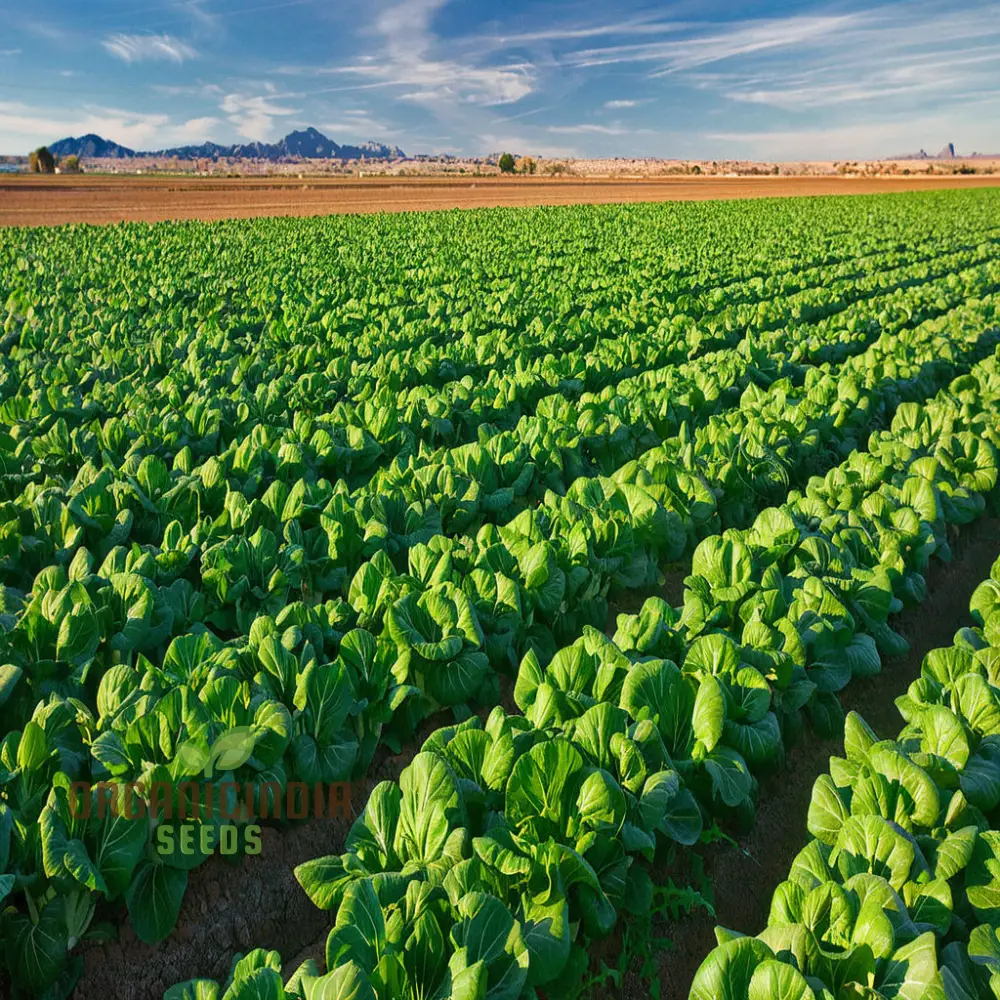 Canton Bok Choy(Pak Choi) Vegetable Seeds for Planting,  Ideal for Gardening Enthusiasts - High-Quality, Non-GMO Seeds for a Bountiful Harvest - Image 3
