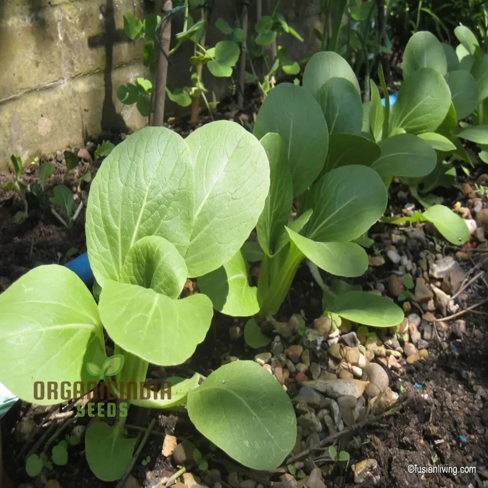 Canton Bok Choy(Pak Choi) Vegetable Seeds for Planting,  Ideal for Gardening Enthusiasts - High-Quality, Non-GMO Seeds for a Bountiful Harvest - Image 4