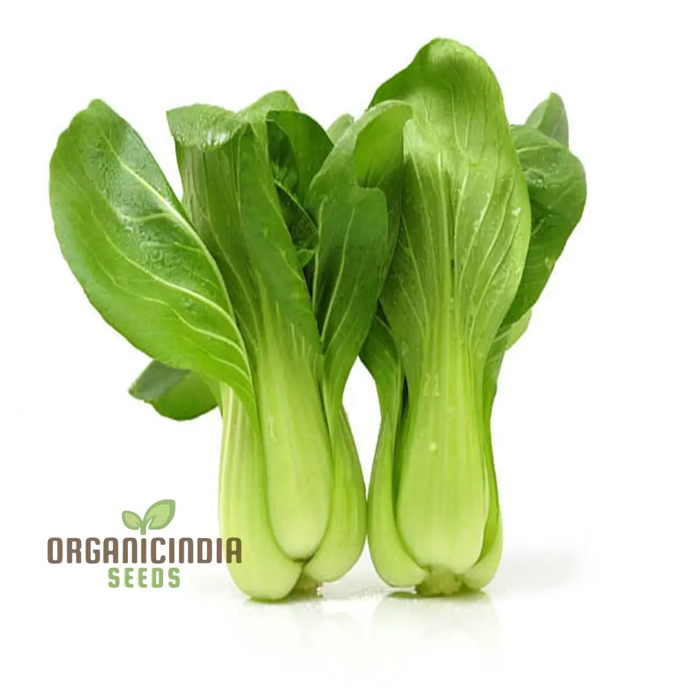 Canton Bok Choy(Pak Choi) Vegetable Seeds for Planting,  Ideal for Gardening Enthusiasts - High-Quality, Non-GMO Seeds for a Bountiful Harvest - Image 5