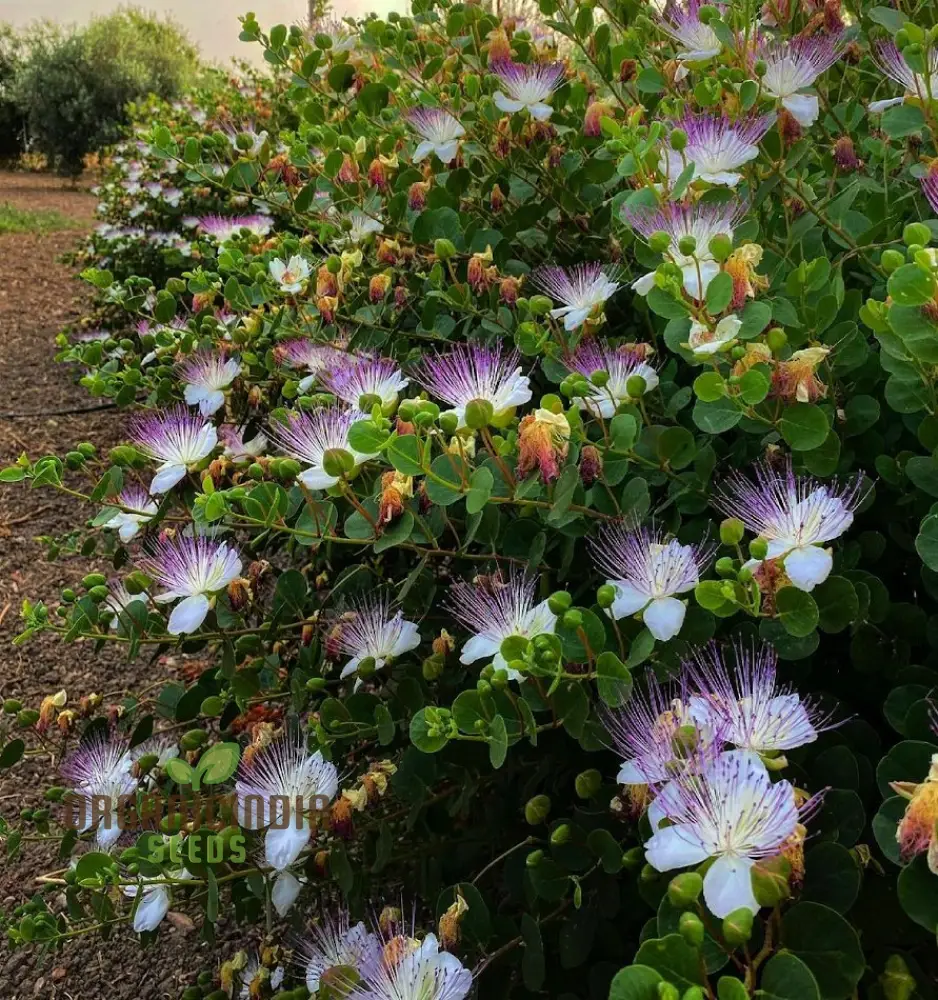 Capparis Spinosa Seeds for Gardening: Cultivate and Grow Your Own Capers with These Premium Quality Seeds for Lush Gardens