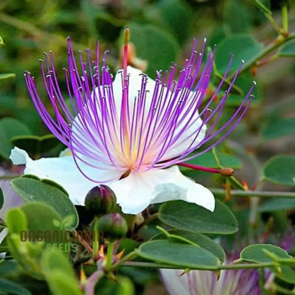 Capparis Spinosa Seeds for Gardening: Cultivate and Grow Your Own Capers with These Premium Quality Seeds for Lush Gardens - Image 3
