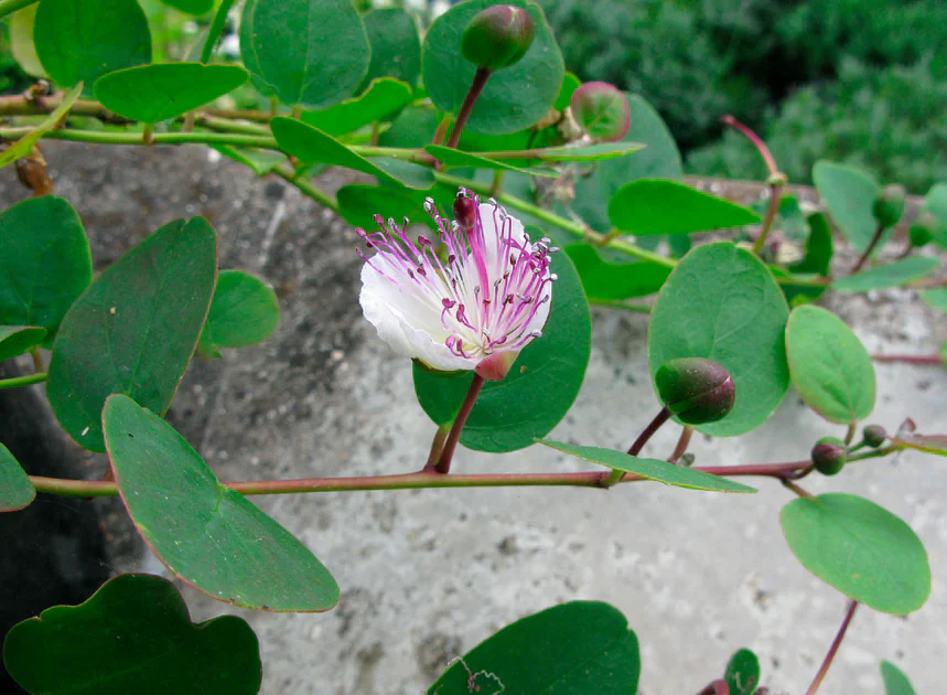 Capparis Spinosa Seeds for Gardening: Cultivate and Grow Your Own Capers with These Premium Quality Seeds for Lush Gardens - Image 4