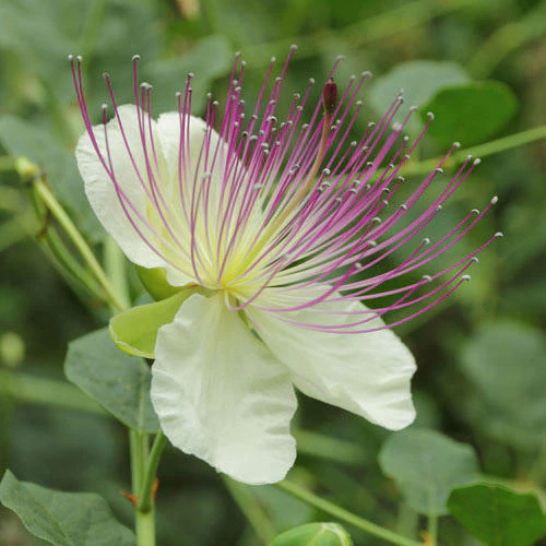 Capparis Spinosa Seeds for Gardening: Cultivate and Grow Your Own Capers with These Premium Quality Seeds for Lush Gardens - Image 5