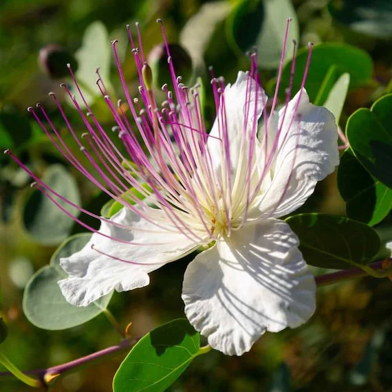 Capparis Spinosa Seeds for Gardening: Cultivate and Grow Your Own Capers with These Premium Quality Seeds for Lush Gardens - Image 6