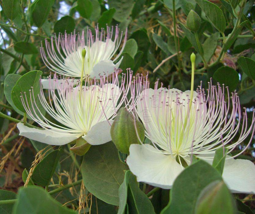 Capparis Spinosa Seeds for Gardening: Cultivate and Grow Your Own Capers with These Premium Quality Seeds for Lush Gardens - Image 7