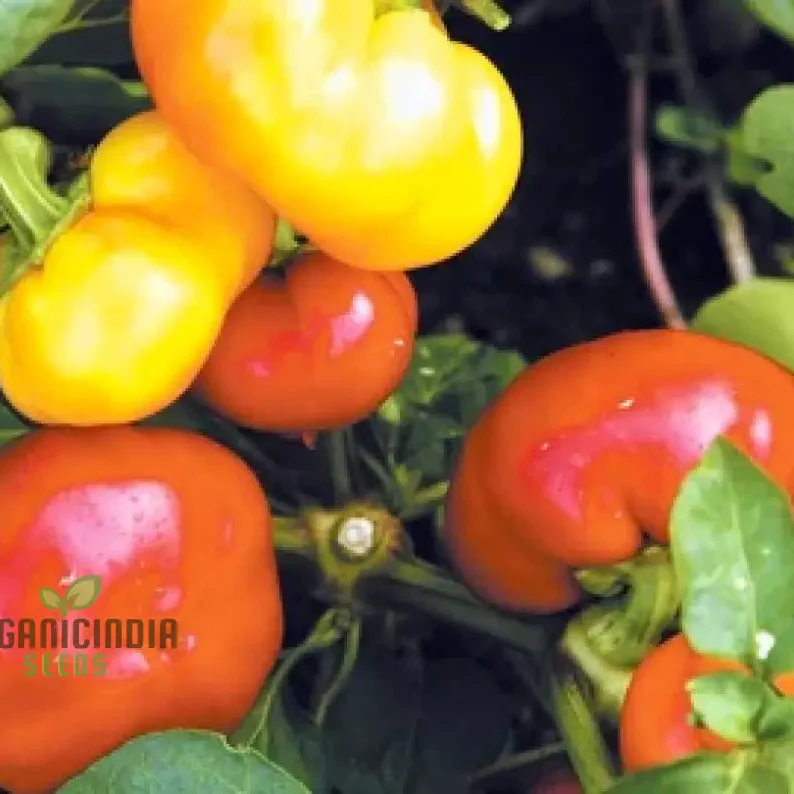 Capsicum Alma Paprika Seeds For Planting, Grow Flavorful Paprika Peppers at Home - Image 3