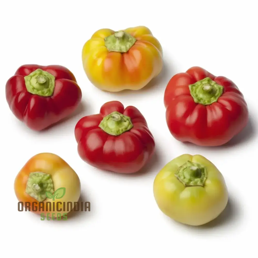 Capsicum Alma Paprika Seeds For Planting, Grow Flavorful Paprika Peppers at Home - Image 4