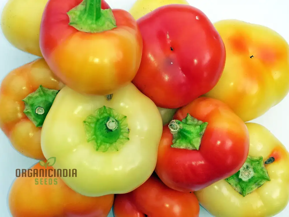 Capsicum Alma Paprika Seeds For Planting, Grow Flavorful Paprika Peppers at Home - Image 5