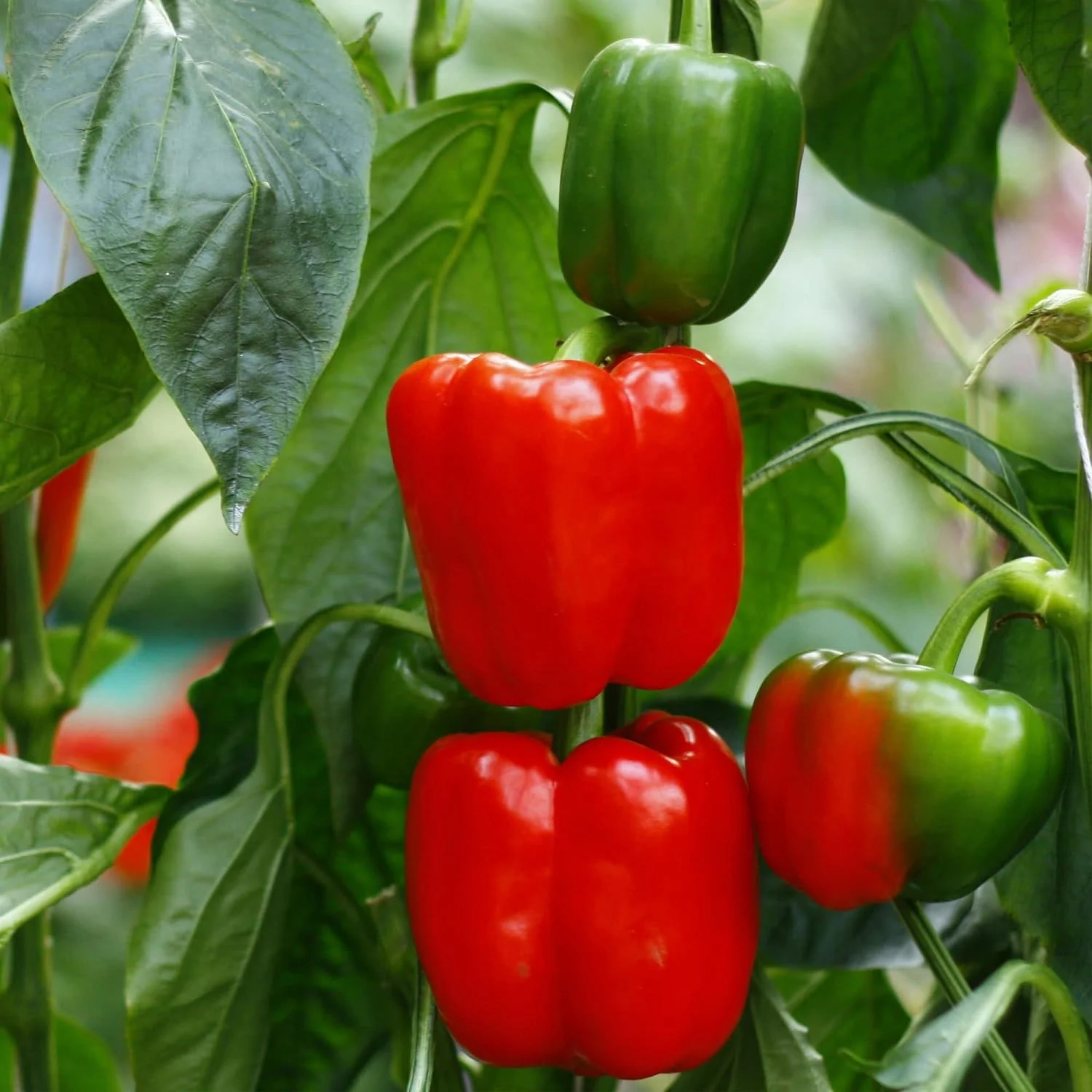 Capsicum, Chili ,Pepper Seeds for Planting