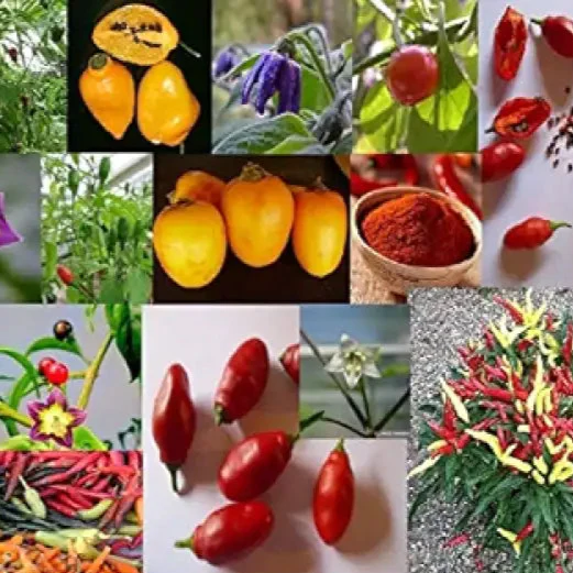 Capsicum, Chili ,Pepper Seeds for Planting - Image 3