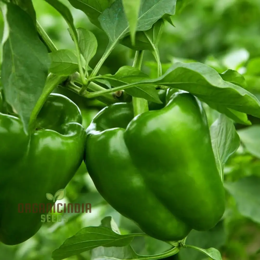 Capsicum Green Vegetable Seeds for Planting 100 pcs