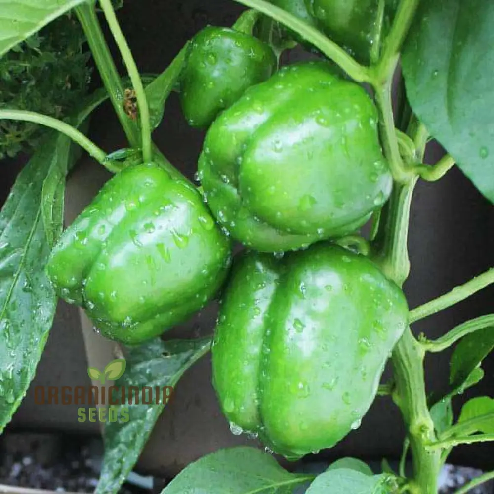 Capsicum Green Vegetable Seeds for Planting 100 pcs - Image 3