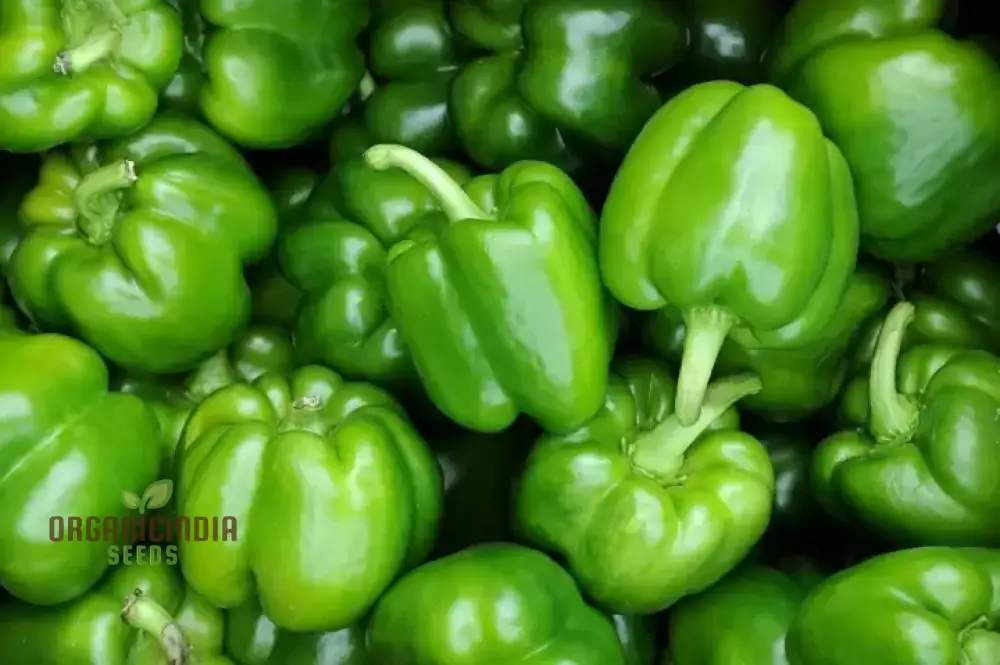 Capsicum Green Vegetable Seeds for Planting 100 pcs - Image 4