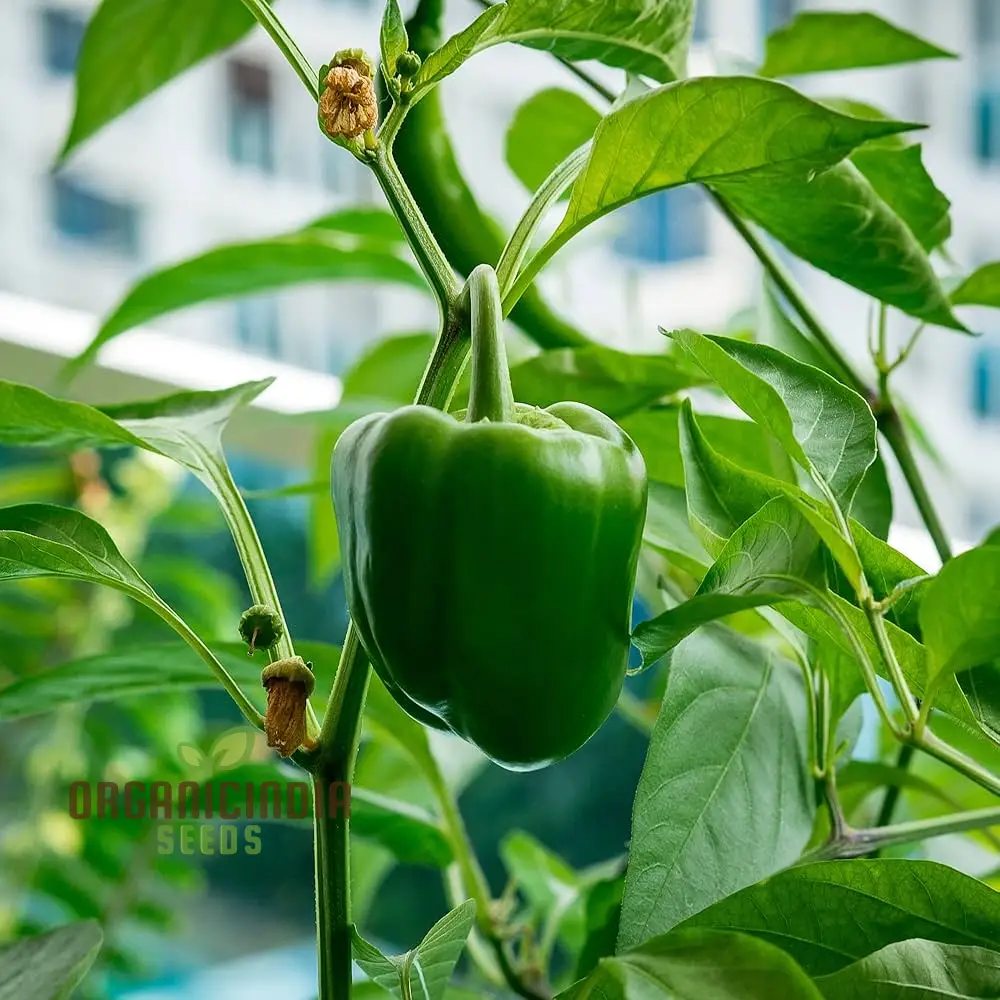 Capsicum Green Vegetable Seeds for Planting 100 pcs - Image 5