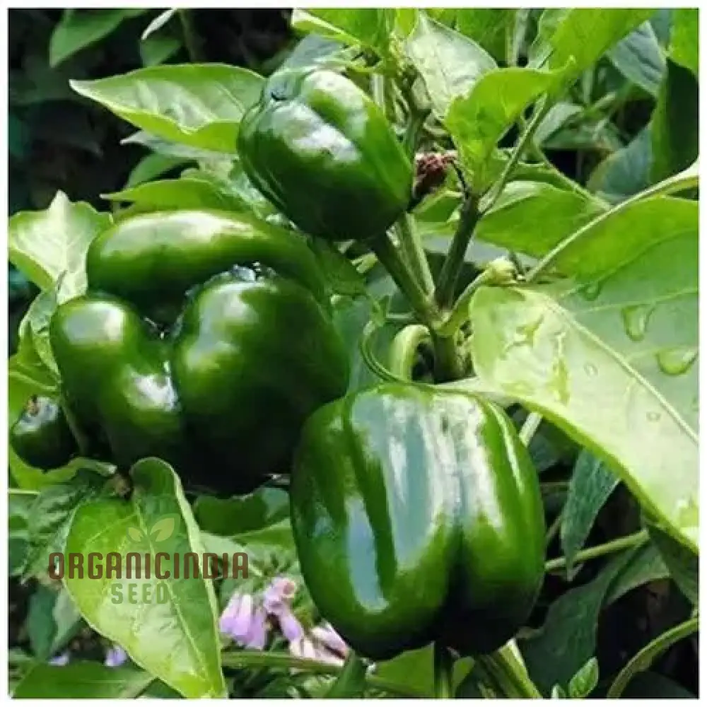 Capsicum Green Vegetable Seeds for Planting 100 pcs - Image 6