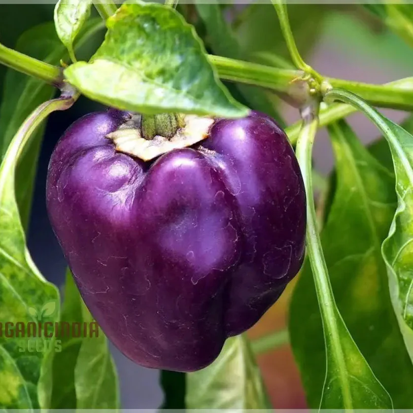 Capsicum Purple Vegetable Seeds For Planting, Grow Vibrant Purple Bell Peppers