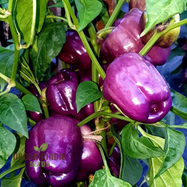 Capsicum Purple Vegetable Seeds For Planting, Grow Vibrant Purple Bell Peppers - Image 3