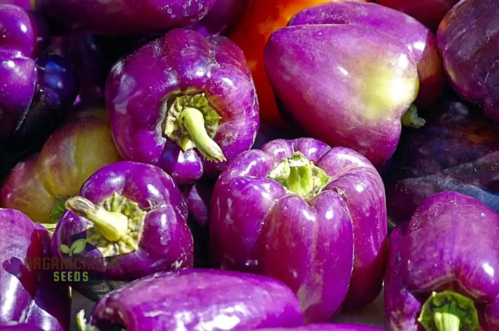 Capsicum Purple Vegetable Seeds For Planting, Grow Vibrant Purple Bell Peppers - Image 4