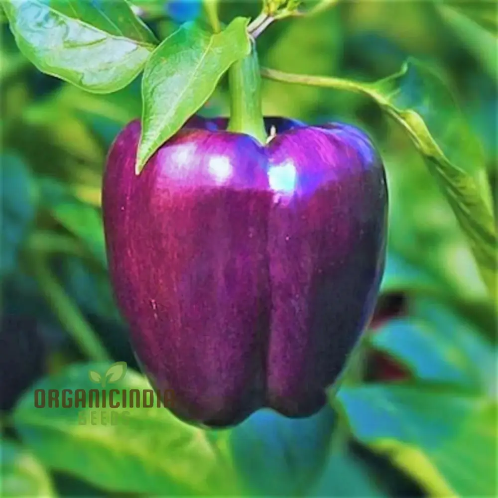Capsicum Purple Vegetable Seeds For Planting, Grow Vibrant Purple Bell Peppers - Image 5