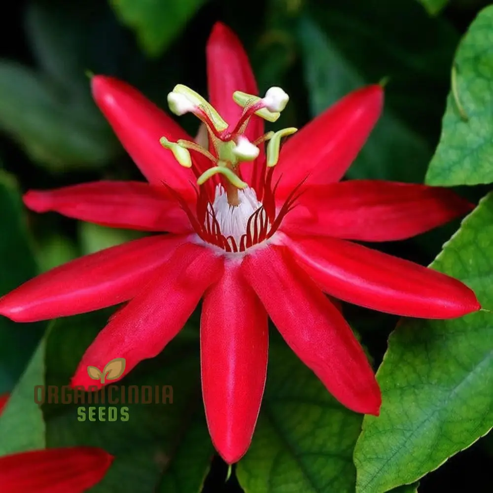 Captivating Red Passion Flower Seeds, Infuse Your Garden with Striking Beauty, Perfect for Planting and Gardening Enthusiasts