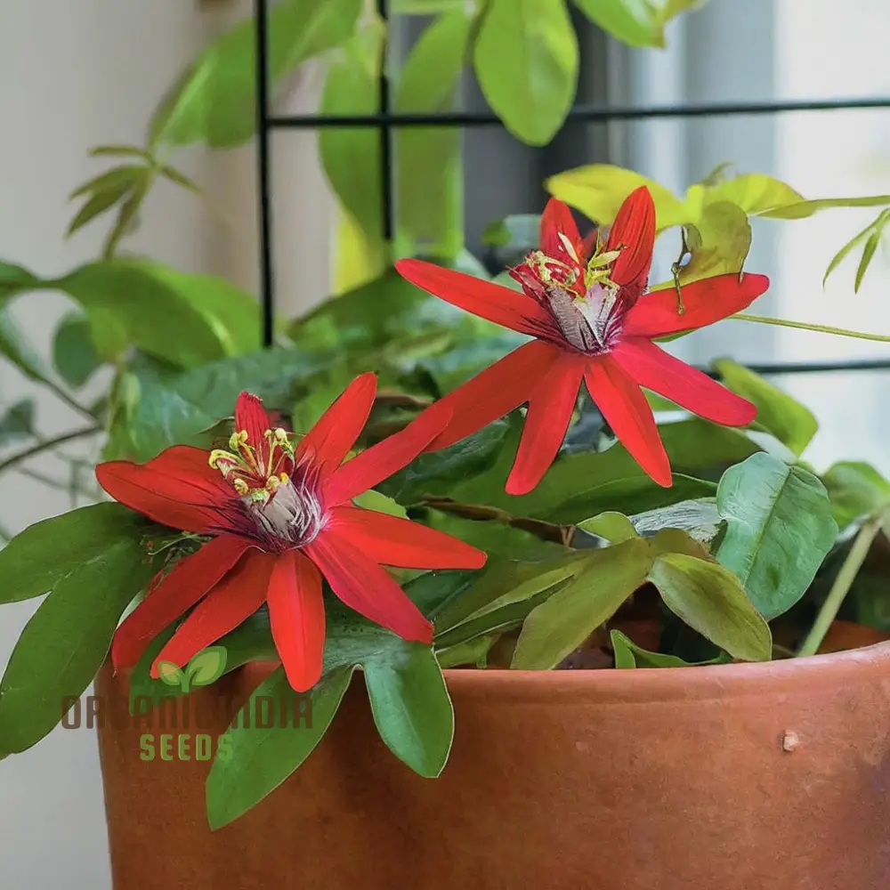 Captivating Red Passion Flower Seeds, Infuse Your Garden with Striking Beauty, Perfect for Planting and Gardening Enthusiasts - Image 3