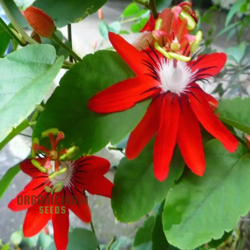 Captivating Red Passion Flower Seeds, Infuse Your Garden with Striking Beauty, Perfect for Planting and Gardening Enthusiasts - Image 4