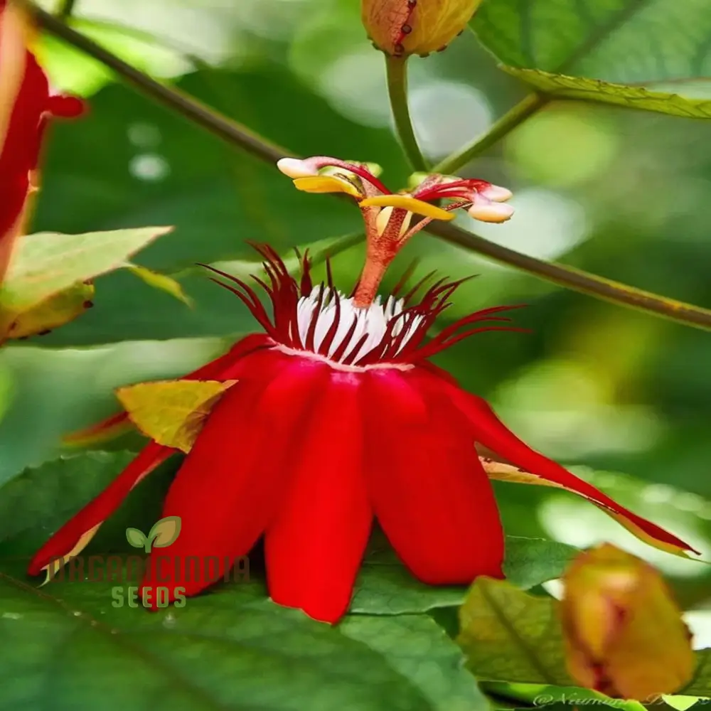 Captivating Red Passion Flower Seeds, Infuse Your Garden with Striking Beauty, Perfect for Planting and Gardening Enthusiasts - Image 5