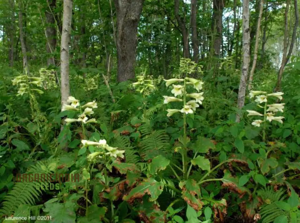 Cardiocrinum Cordatum Seeds for Your Exquisite Garden - Grow Stunning Heart-Shaped Flowers! - Image 3