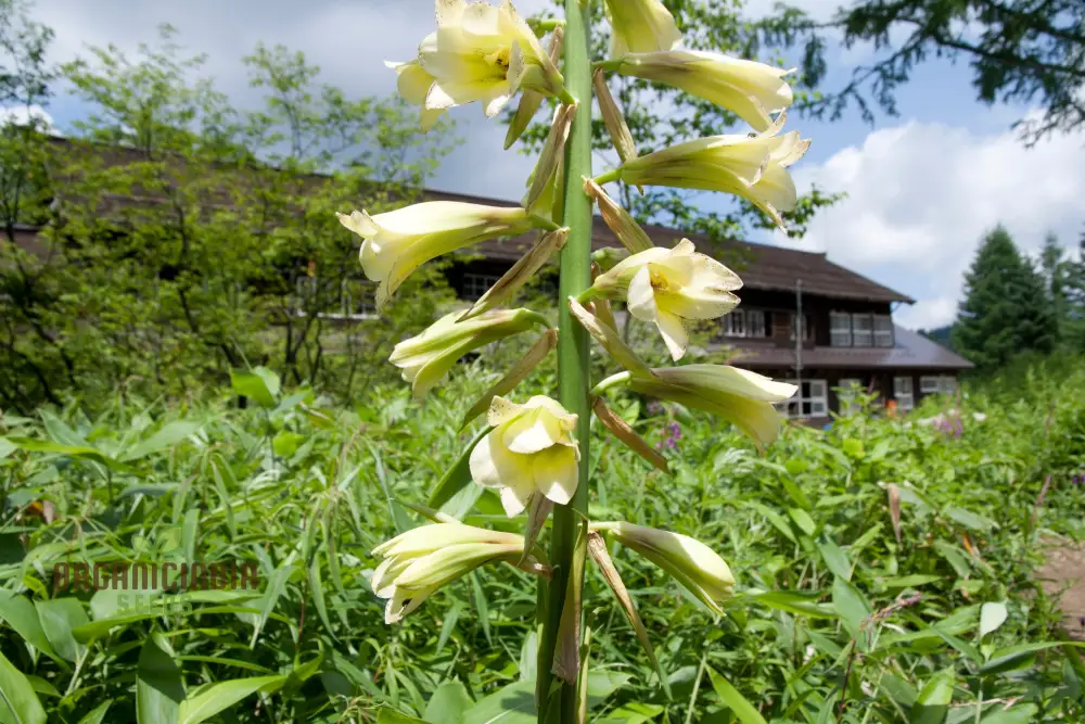 Cardiocrinum Cordatum Seeds for Your Exquisite Garden - Grow Stunning Heart-Shaped Flowers! - Image 4