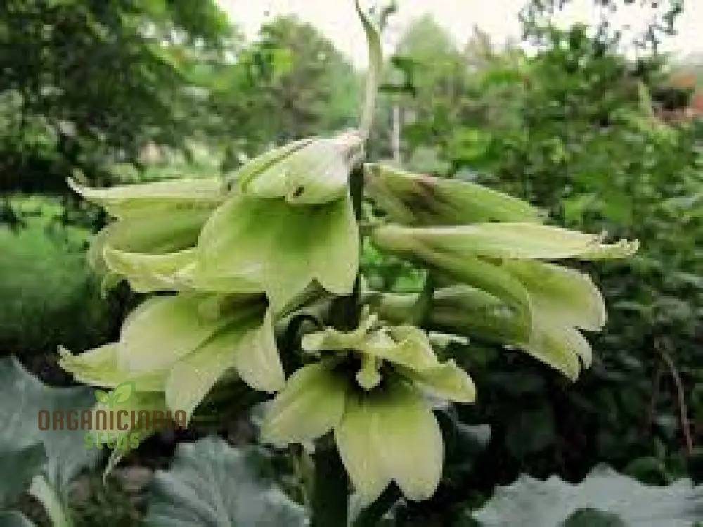 Cardiocrinum Cordatum Seeds for Your Exquisite Garden - Grow Stunning Heart-Shaped Flowers! - Image 5