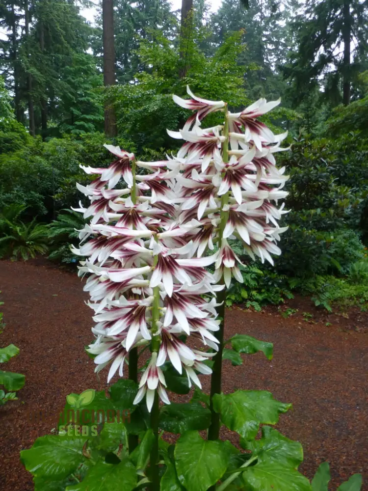 Cardiocrinum Giganteum Seeds for Gardening Enthusiasts: Grow Your Own Giant Himalayan Lily - Image 3