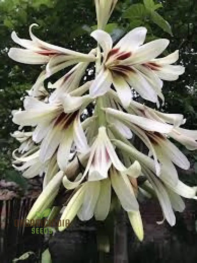 Cardiocrinum Giganteum Seeds for Gardening Enthusiasts: Grow Your Own Giant Himalayan Lily - Image 4