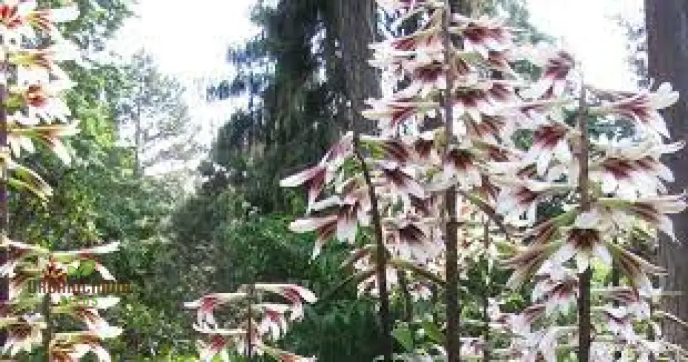 Cardiocrinum Giganteum Seeds for Gardening Enthusiasts: Grow Your Own Giant Himalayan Lily - Image 5