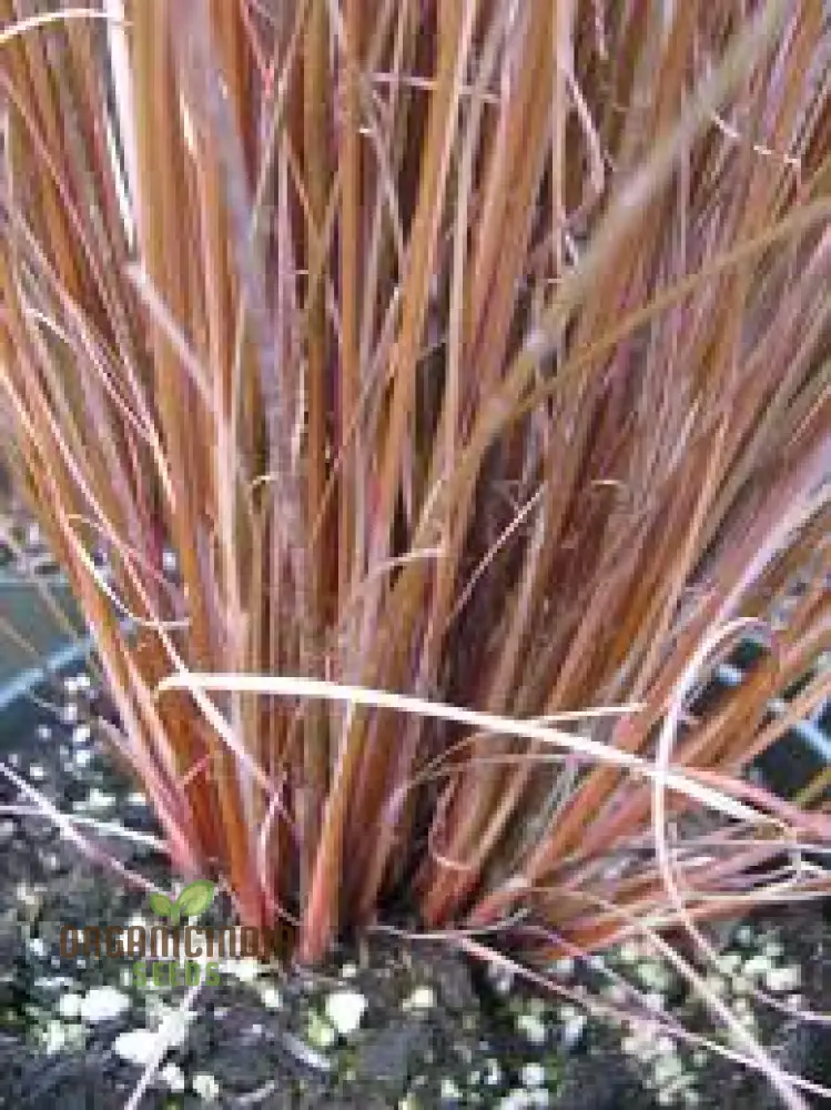 Carex Buchananii Seeds for Your Garden - Hardy Ornamental Grass for Landscaping and Borders - Image 2