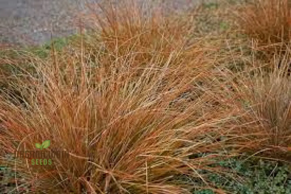 Carex Buchananii Seeds for Your Garden - Hardy Ornamental Grass for Landscaping and Borders - Image 3