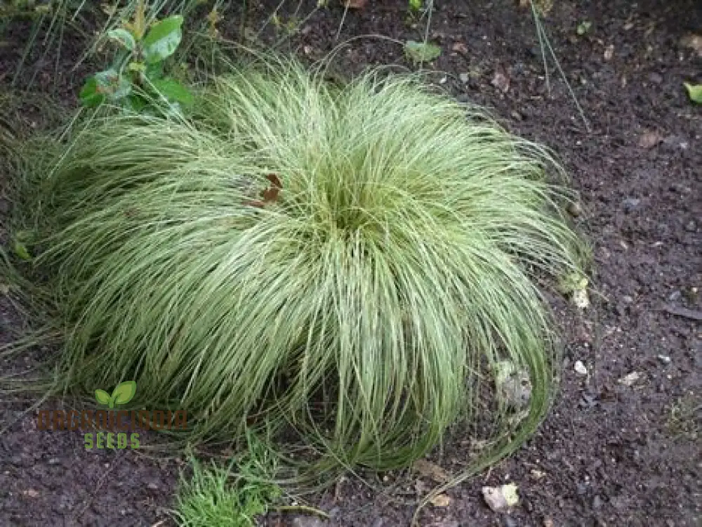Carex Comans 'Frosted Curls' Seeds - Ornamental Grass for Garden Borders, Easy to Grow Perennial Plant
