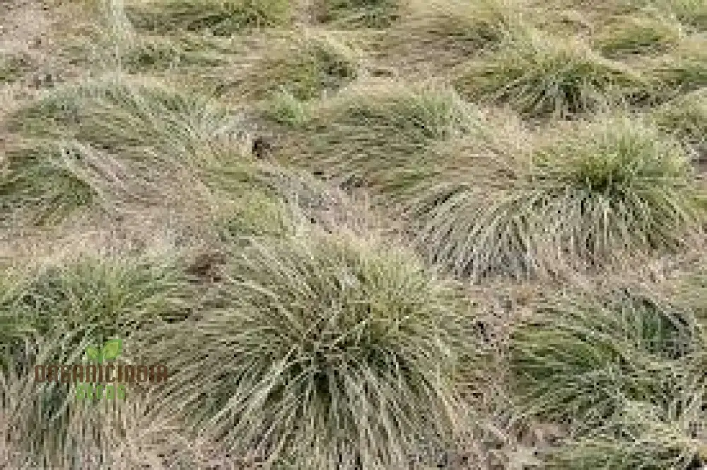 Carex Comans 'Frosted Curls' Seeds - Ornamental Grass for Garden Borders, Easy to Grow Perennial Plant - Image 2