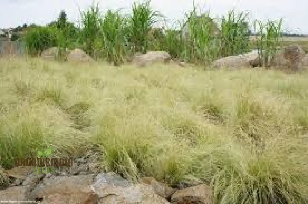Carex Comans 'Frosted Curls' Seeds - Ornamental Grass for Garden Borders, Easy to Grow Perennial Plant - Image 3