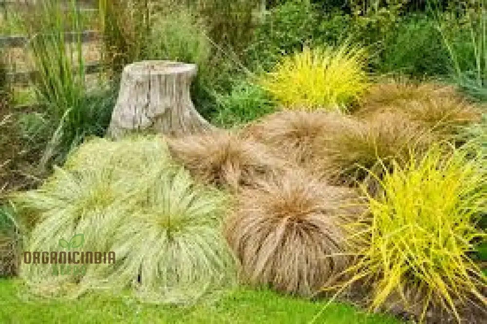 Carex Comans 'Frosted Curls' Seeds - Ornamental Grass for Garden Borders, Easy to Grow Perennial Plant - Image 4