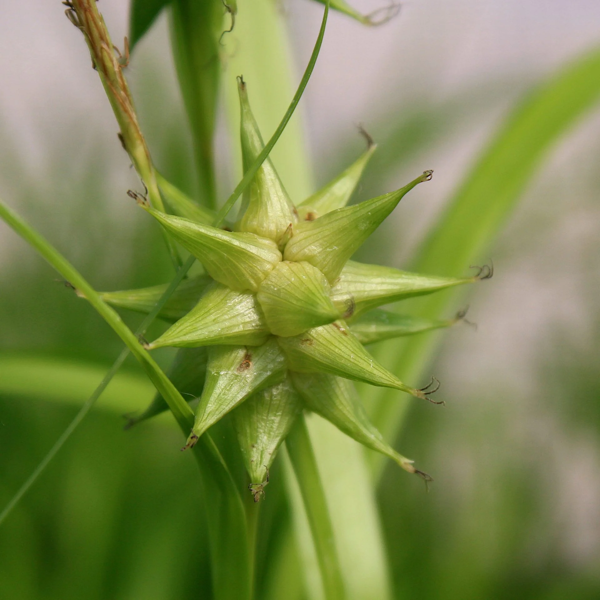 Carex Grayi Seeds for Planting, Premium Quality Seeds for Gardening