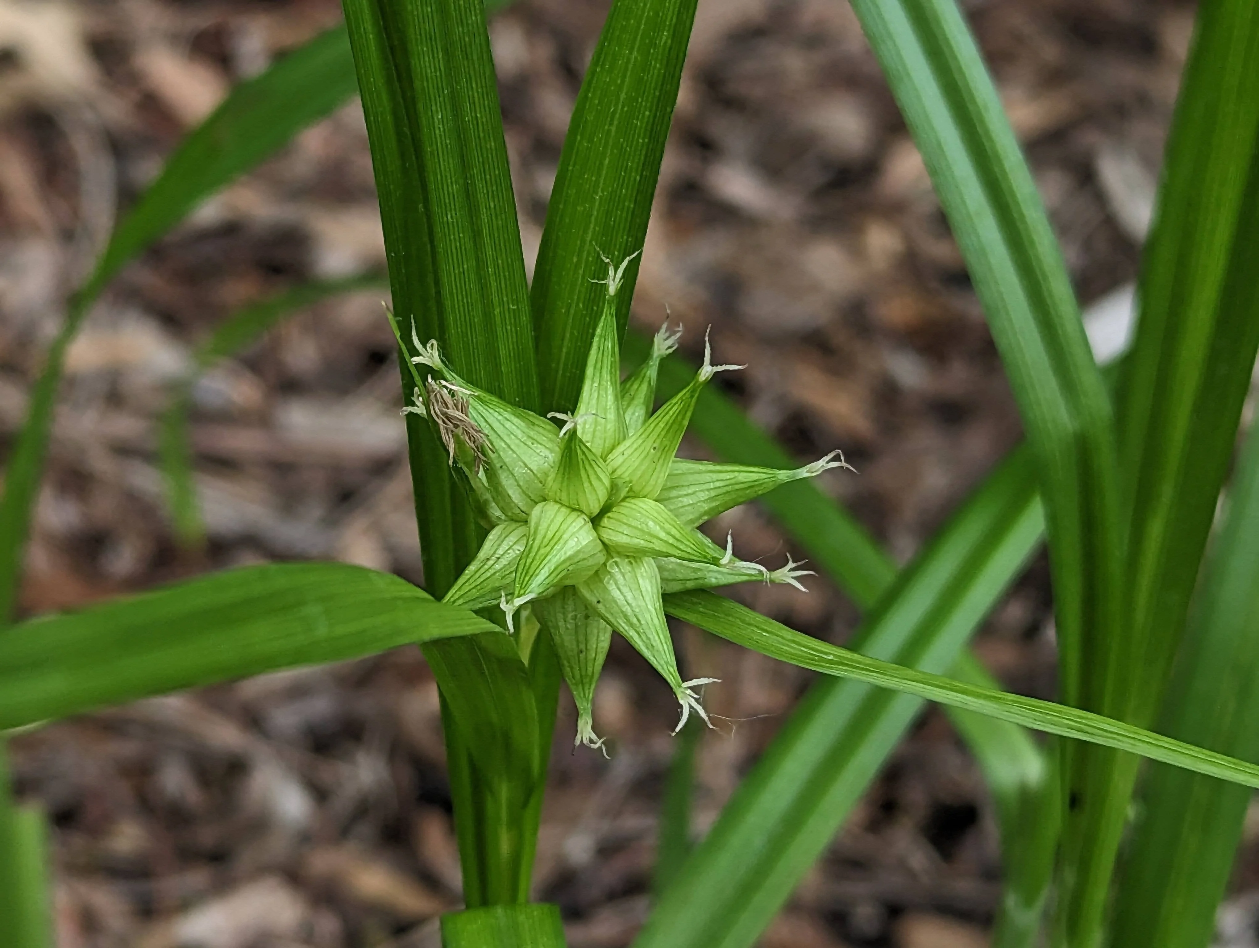Carex Grayi Seeds for Planting, Premium Quality Seeds for Gardening - Image 2
