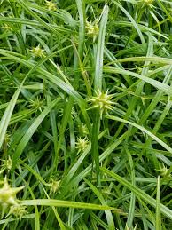 Carex Grayi Seeds for Planting, Premium Quality Seeds for Gardening - Image 3