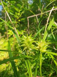 Carex Grayi Seeds for Planting, Premium Quality Seeds for Gardening - Image 4
