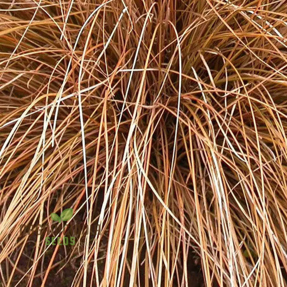 Carex Morrowii 'Pinkie' Seeds  for Planting, Premium Quality Seeds for Gardening