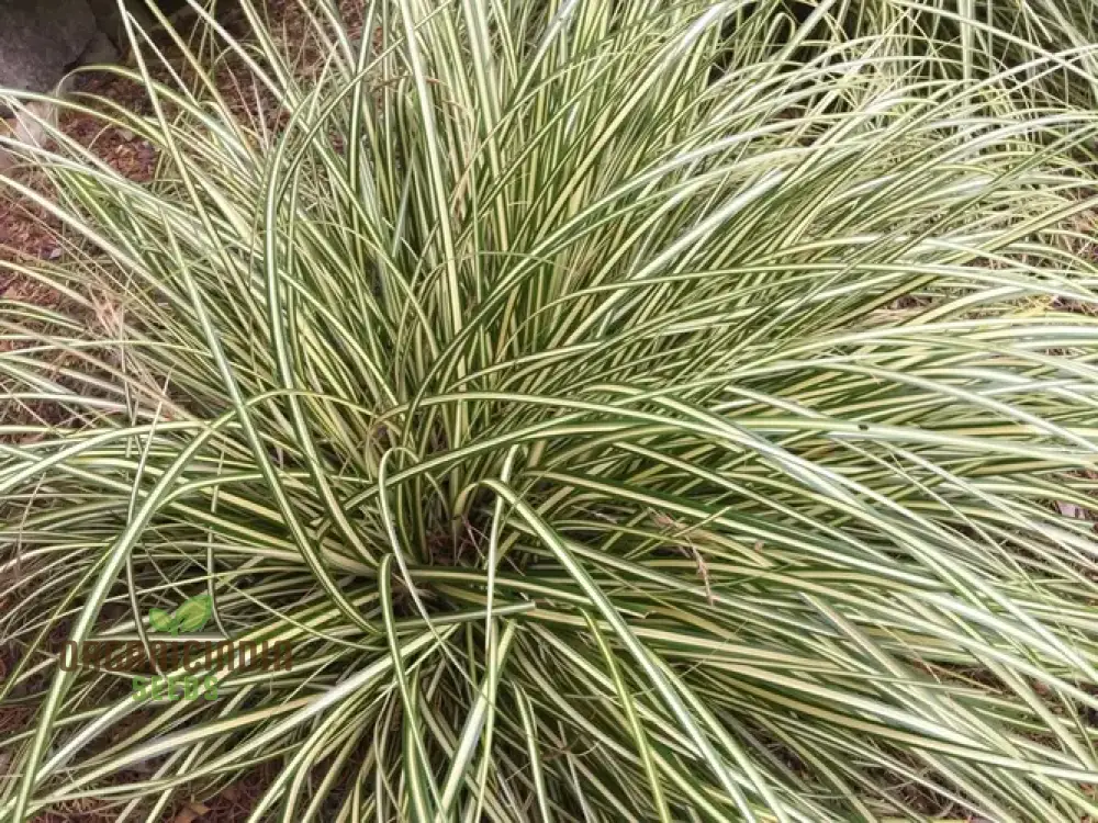 Carex Morrowii 'Pinkie' Seeds  for Planting, Premium Quality Seeds for Gardening - Image 2