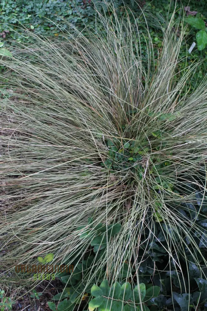 Carex Morrowii 'Pinkie' Seeds  for Planting, Premium Quality Seeds for Gardening - Image 3