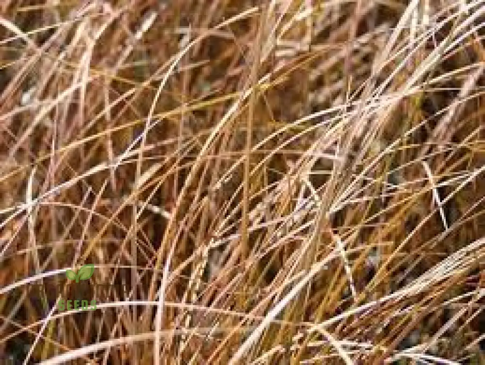 Carex Morrowii 'Pinkie' Seeds  for Planting, Premium Quality Seeds for Gardening - Image 4