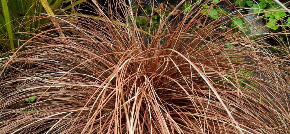 Carex Morrowii 'Pinkie' Seeds  for Planting, Premium Quality Seeds for Gardening - Image 5
